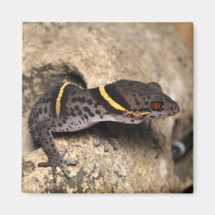 Aimant Le gecko de Lichtenfelder