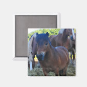 Aimant Le Herdmaster Maganet (Recto/Verso)