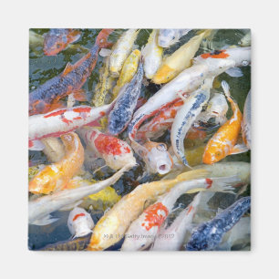 Aimant Le Japon, Tokyo, poisson en gros plan de natation