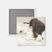 Aimant Le labrador brun chocolat. (Recto/Verso)