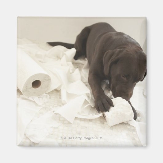 Aimant Le labrador brun chocolat. (Devant)
