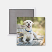 Aimant Le Labrador Jaune Pose Sur Le Banc (Recto/Verso)