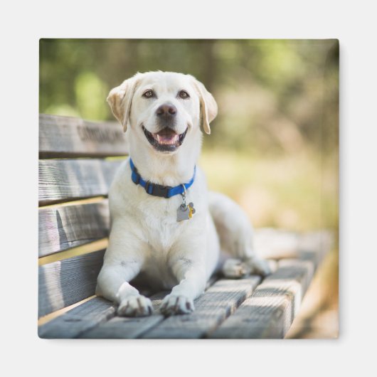 Aimant Le Labrador Jaune Pose Sur Le Banc (Devant)