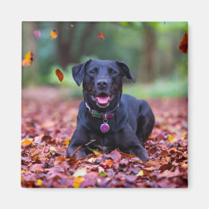 Aimant Le Labrador Noir Dans Les Feuilles D'Automne
