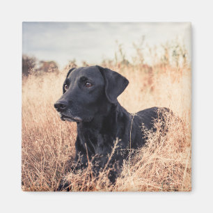 Aimant Le Labrador Noir En Graine Sèche