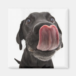Aimant Le Labrador Noir se lâche le nez