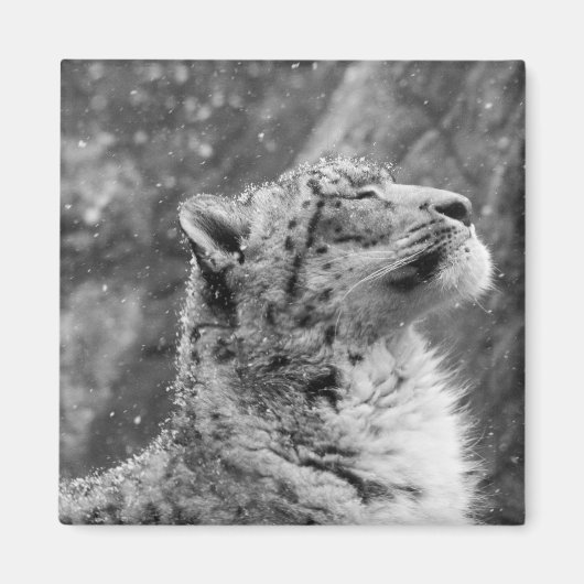 Aimant Le léopard des neiges pacifique (Devant)