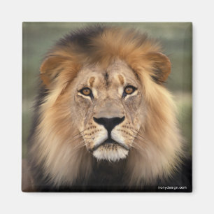 Aimant Le lion