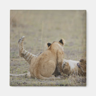 Aimant Le lion (Panthera Lion) met bas le jeu dans