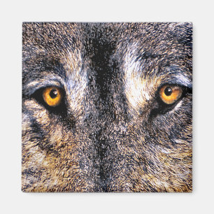 Aimant Le loup observe l'aimant