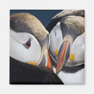 Aimant Le Macareux atlantique, un oiseau de mer pélagique