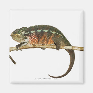 Aimant Le Madagascar 2