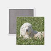 Aimant Le mouton de la Maremme dans les pâturages agit co (Recto/Verso)