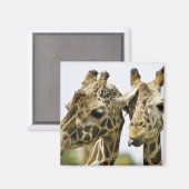 Aimant Le nom de girafe est dérivé du mot arabe (Recto/Verso)