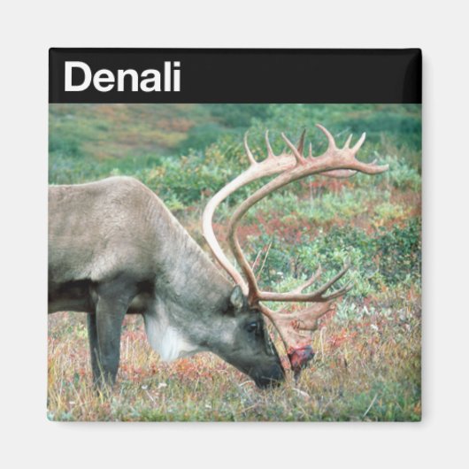 Aimant Le Parc national de Denali (Devant)