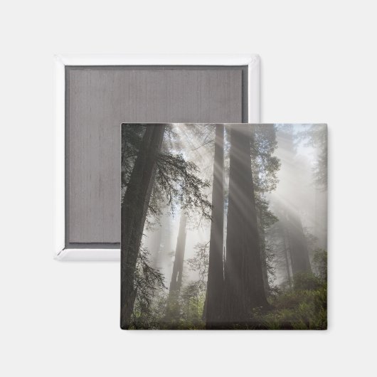 Aimant Le parc national de Redwood Californie (Recto/Verso)