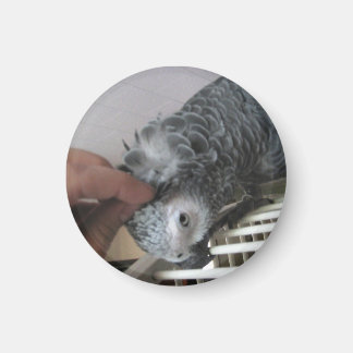 Aimant Le perroquet gris d'Afrique se gratte la tête