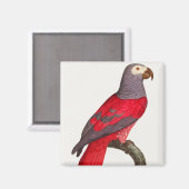 Aimant Le perroquet rouge gris, Psittacus erithacus (Recto/Verso)