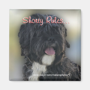 Aimant Le petit Lhasa Apso-Shih Tzu Aimant-personnalisent
