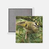 Aimant Le petit petit Kinglet mignon provoque un remue-mé (Recto/Verso)