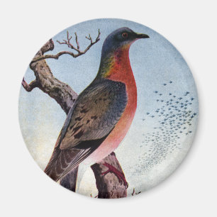 Aimant Le pigeon de passager