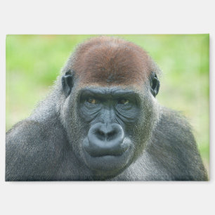 Aimant Le portrait détaillé de Gorilla Aybo