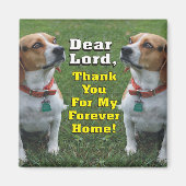 Aimant Le Prayer Beagle (Devant)