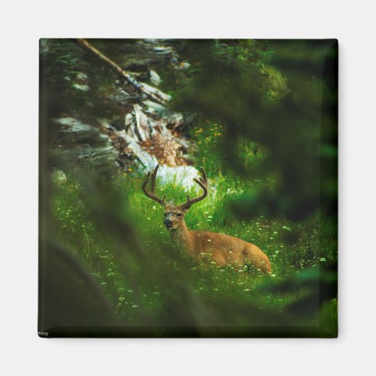 Aimant Le Prince Forêt (Devant)
