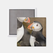Aimant Le Puffin Atlantique (Recto/Verso)