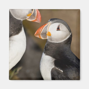 Aimant Le Puffin Atlantique