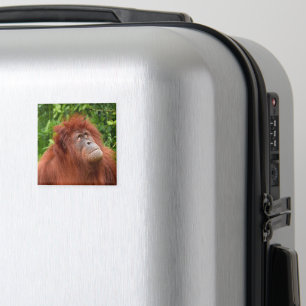 Aimant Le regard réfléchi d'Orangoutan