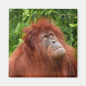 Aimant Le regard réfléchi d'Orangoutan (Devant)
