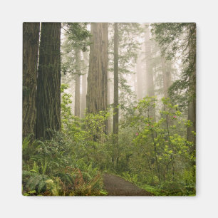 Aimant Le Rhododendron fleuri parmi les séquoias de la c