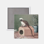 Aimant Le singe favori de Carl Linnaeus (Recto/Verso)