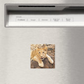 Aimant Le Tiger S'Épique Sur Un Rocher (In Situ (Lave-vaisselle))