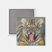 Aimant Le tigre du Bengale (Recto/Verso)