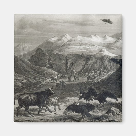 Aimant Le veau attaqué par les Condors (Devant)