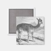 Aimant Le Vicuna du Rio de Janeiro (Recto/Verso)