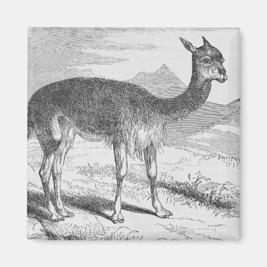 Aimant Le Vicuna du Rio de Janeiro (Devant)
