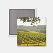 Aimant Le vignoble et une vallée avec une forêt - (Recto/Verso)