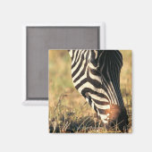 Aimant Le zèbre de Burchell (Recto/Verso)