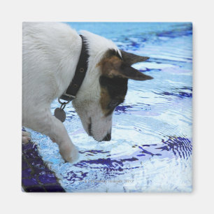 Aimant L'eau émouvante de chien à la piscine