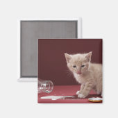 Aimant Lécher chaton lait déversé de bouteille (Recto/Verso)