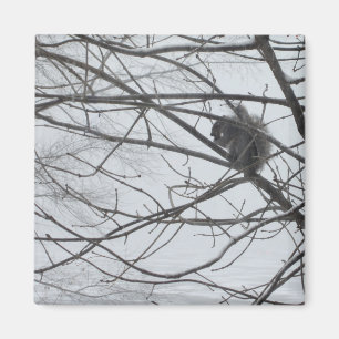 Aimant L'écureuil dans l'aimant de la neige