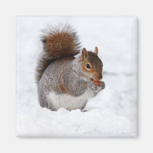 Aimant L'écureuil en hiver