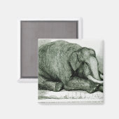 Aimant L'éléphant mort (Recto/Verso)