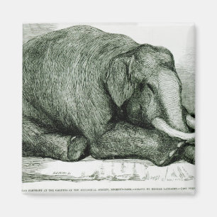 Aimant L'éléphant mort