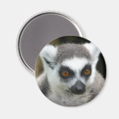 Aimant Lemur (Recto/Verso)
