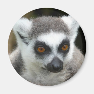 Aimant Lemur