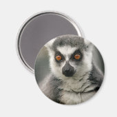 Aimant Lemur (Recto/Verso)